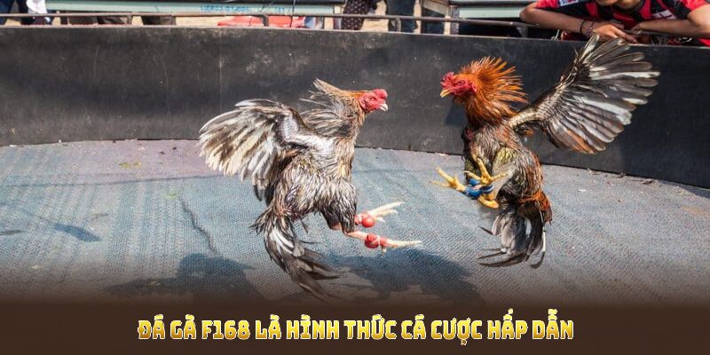 Khám phá các thông tin nổi bật của đá gà F168 để hiểu rõ hơn về sảnh cược này