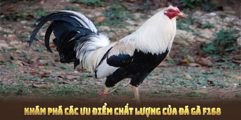 Khám phá các ưu điểm chất lượng của đá gà F168 ngay sau đây