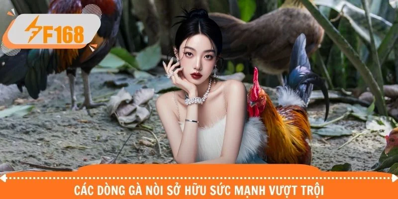 Các dòng gà nòi sở hữu sức mạnh vượt trội