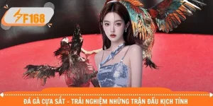 Đá Gà Cựa Sắt - Trải Nghiệm Những Trận Đấu Kịch Tính