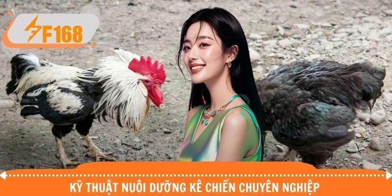 Kỹ thuật nuôi dưỡng kê chiến chuyên nghiệp 