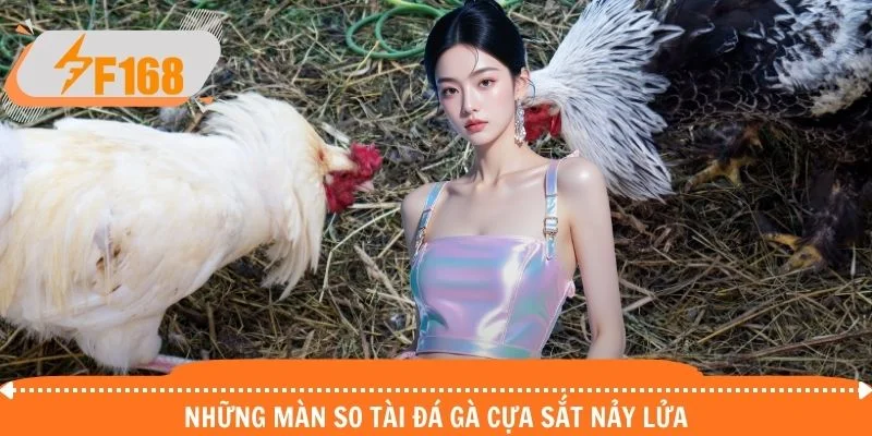 Những màn so tài đá gà cựa sắt nảy lửa