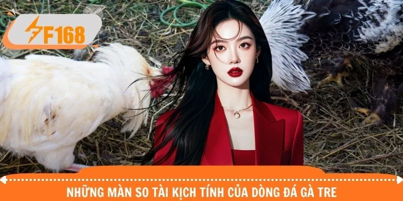 Những màn so tài kịch tính của dòng đá gà tre